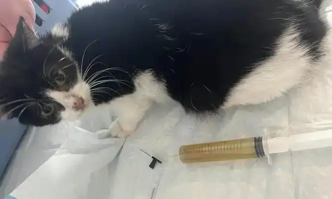 GS-441524 injection fip for cats | Shaanxi BLOOM Tech Co., Ltd