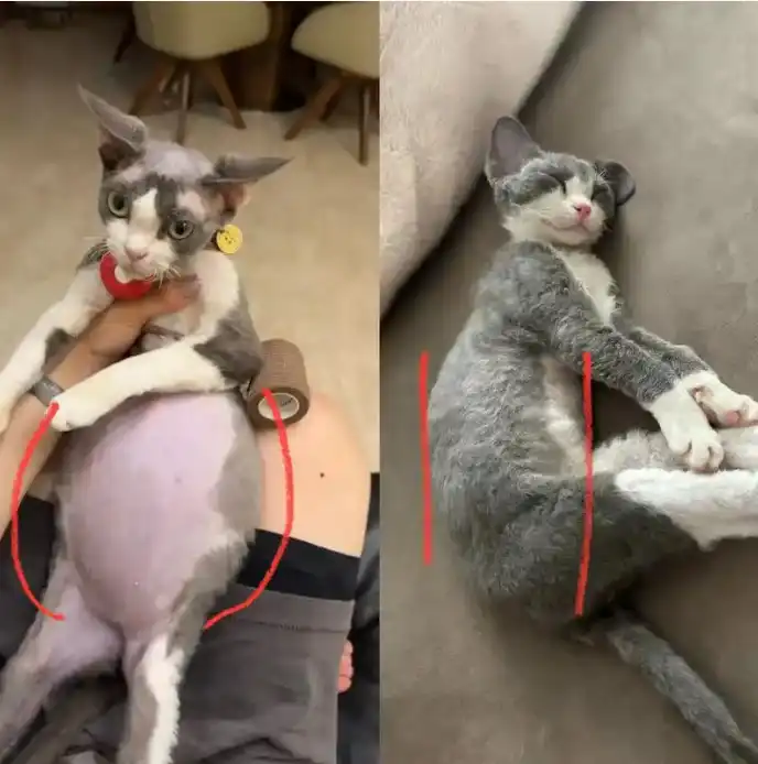 GS-441524 Tablets | Shaanxi BLOOM Tech Co., Ltd GS-441524 Tablets | Shaanxi BLOOM Tech Co., Ltd