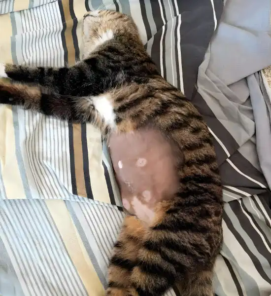 GS-441524 Tablets | Shaanxi BLOOM Tech Co., Ltd GS-441524 Tablets | Shaanxi BLOOM Tech Co., Ltd