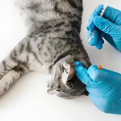 GS-441524 Tablets | Shaanxi BLOOM Tech Co., Ltd GS-441524 Tablets | Shaanxi BLOOM Tech Co., Ltd