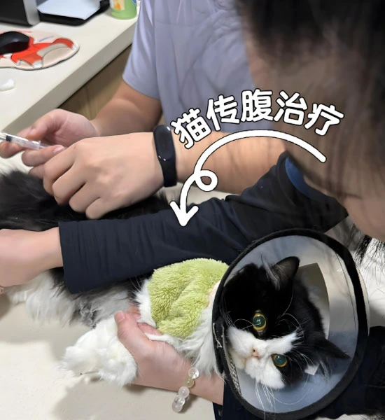 GS-441524 Tablets | Shaanxi BLOOM Tech Co., Ltd GS-441524 Tablets | Shaanxi BLOOM Tech Co., Ltd