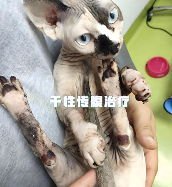 GS-441524 Tablets | Shaanxi BLOOM Tech Co., Ltd GS-441524 Tablets | Shaanxi BLOOM Tech Co., Ltd