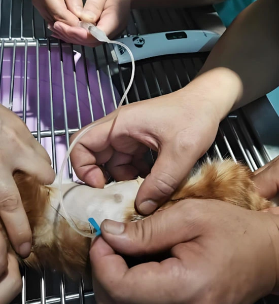 GS-441524 Tablets | Shaanxi BLOOM Tech Co., Ltd GS-441524 Tablets | Shaanxi BLOOM Tech Co., Ltd