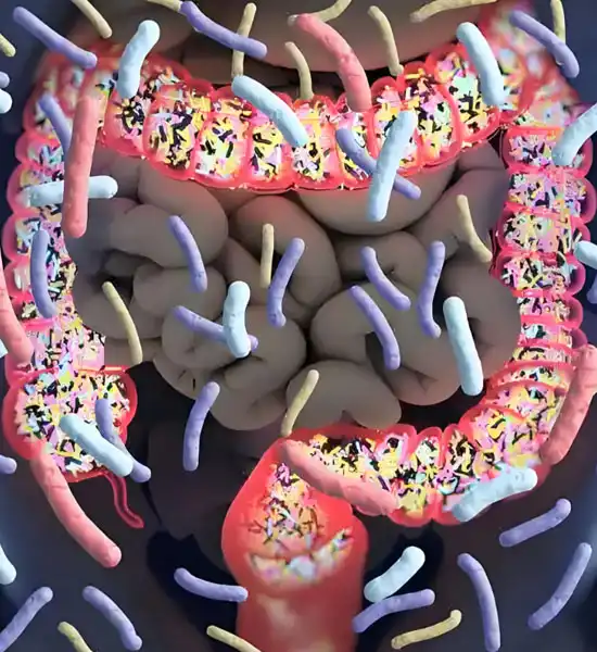 Spermidine Trihydrochloride | Shaanxi BLOOM Tech Co., Ltd Spermidine Trihydrochloride | Shaanxi BLOOM Tech Co., Ltd