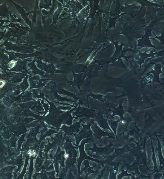 Spermidine Tablets | Shaanxi BLOOM Tech Co., Ltd Spermidine Tablets | Shaanxi BLOOM Tech Co., Ltd