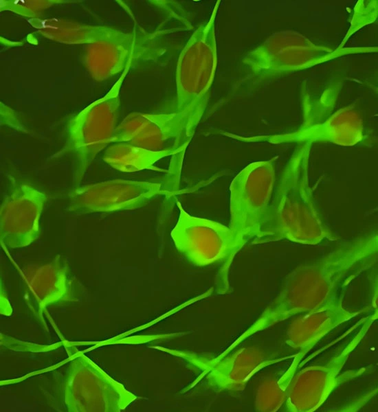 Spermidine Tablets | Shaanxi BLOOM Tech Co., Ltd Spermidine Tablets | Shaanxi BLOOM Tech Co., Ltd