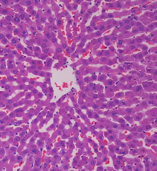 Spermidine Tablets | Shaanxi BLOOM Tech Co., Ltd Spermidine Tablets | Shaanxi BLOOM Tech Co., Ltd