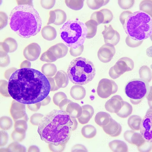 Spermidine trihydrochloride | Shaanxi BLOOM Tech Co., Ltd Spermidine trihydrochloride | Shaanxi BLOOM Tech Co., Ltd