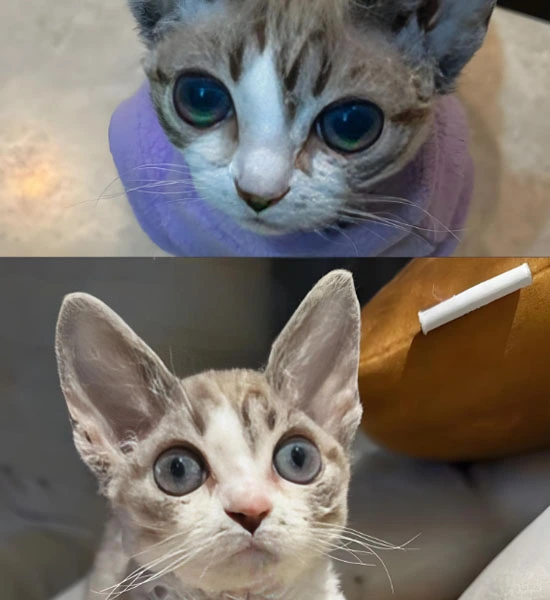 GS 441524 tablets | Shaanxi BLOOM Tech Co., Ltd GS 441524 tablets | Shaanxi BLOOM Tech Co., Ltd