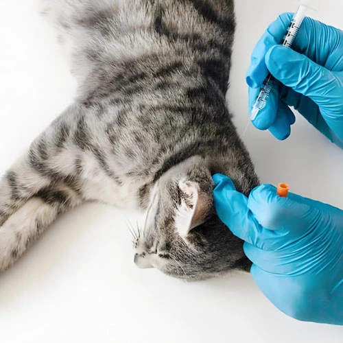 GS 441524 tablets | Shaanxi BLOOM Tech Co., Ltd GS 441524 tablets | Shaanxi BLOOM Tech Co., Ltd