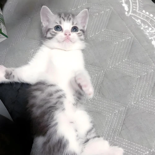 GS 441524 tablets | Shaanxi BLOOM Tech Co., Ltd GS 441524 tablets | Shaanxi BLOOM Tech Co., Ltd