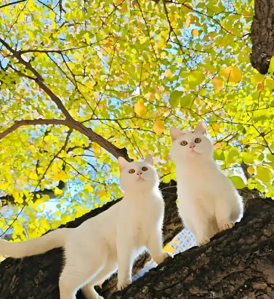 GS 441524 powder | Shaanxi BLOOM Tech Co., Ltd GS 441524 powder | Shaanxi BLOOM Tech Co., Ltd