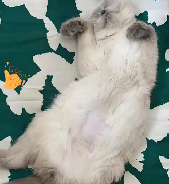 GS 441524 powder | Shaanxi BLOOM Tech Co., Ltd GS 441524 powder | Shaanxi BLOOM Tech Co., Ltd