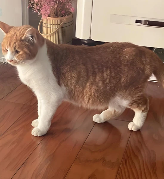 GS 441524 powder | Shaanxi BLOOM Tech Co., Ltd GS 441524 powder | Shaanxi BLOOM Tech Co., Ltd