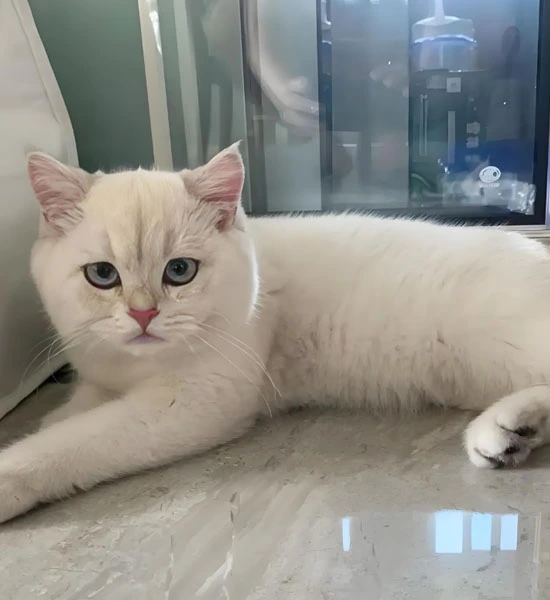 GS 441524 powder | Shaanxi BLOOM Tech Co., Ltd GS 441524 powder | Shaanxi BLOOM Tech Co., Ltd