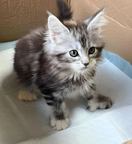 GS 441524 powder | Shaanxi BLOOM Tech Co., Ltd GS 441524 powder | Shaanxi BLOOM Tech Co., Ltd