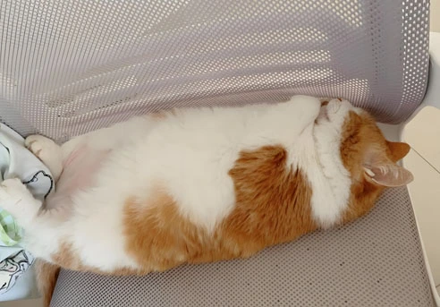 GS 441524 powder | Shaanxi BLOOM Tech Co., Ltd GS 441524 powder | Shaanxi BLOOM Tech Co., Ltd