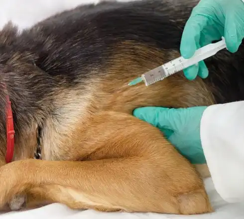 GS-441524 injection for fip | Shaanxi BLOOM Tech Co., Ltd GS-441524 injection for fip | Shaanxi BLOOM Tech Co., Ltd