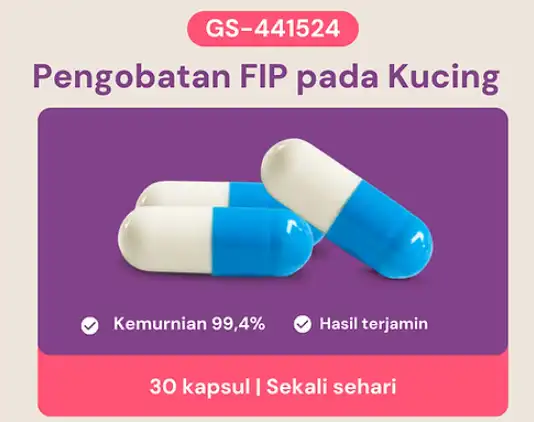 GS-441524 capsule | Shaanxi BLOOM Tech Co., Ltd