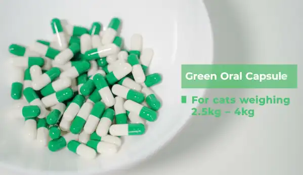 GS-441524 capsule | Shaanxi BLOOM Tech Co., Ltd GS-441524 capsule | Shaanxi BLOOM Tech Co., Ltd