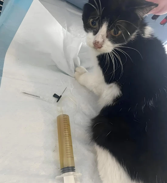 GS 441524 powder | Shaanxi BLOOM Tech Co., Ltd GS 441524 powder | Shaanxi BLOOM Tech Co., Ltd