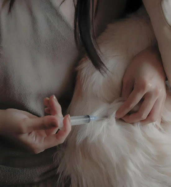 GS 441524 powder | Shaanxi BLOOM Tech Co., Ltd GS 441524 powder | Shaanxi BLOOM Tech Co., Ltd