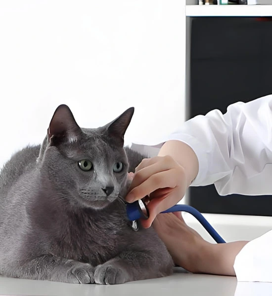 GS 441524 powder | Shaanxi BLOOM Tech Co., Ltd GS 441524 powder | Shaanxi BLOOM Tech Co., Ltd