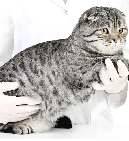 GS 441524 powder | Shaanxi BLOOM Tech Co., Ltd GS 441524 powder | Shaanxi BLOOM Tech Co., Ltd