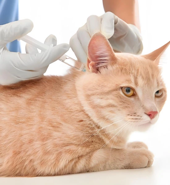 GS 441524 powder | Shaanxi BLOOM Tech Co., Ltd GS 441524 powder | Shaanxi BLOOM Tech Co., Ltd