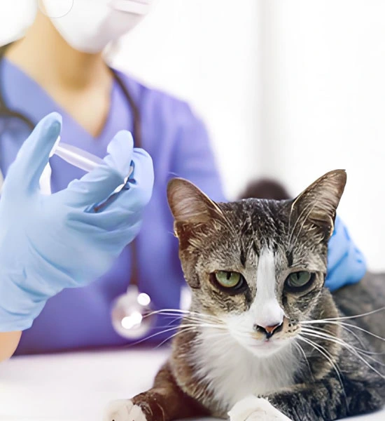 GS 441524 powder | Shaanxi BLOOM Tech Co., Ltd GS 441524 powder | Shaanxi BLOOM Tech Co., Ltd