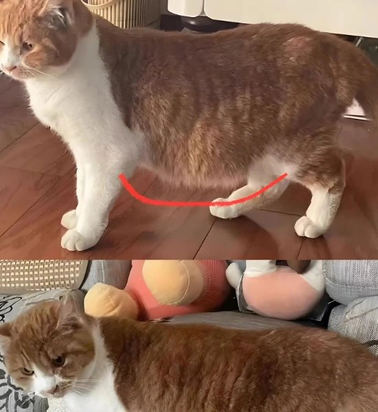 GS 441524 powder | Shaanxi BLOOM Tech Co., Ltd GS 441524 powder | Shaanxi BLOOM Tech Co., Ltd